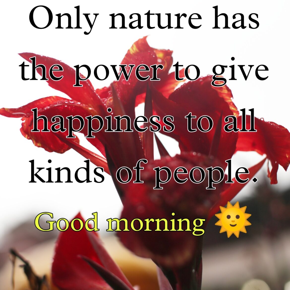 Good morning quotes in english